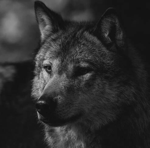 bezplatná Základová fotografie zdarma na téma alfa, canis lupus, černobílý Základová fotografie