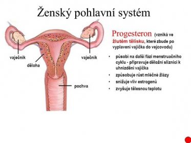 Progesteron (vzniká ve žlutém tělísku, které zbude po vyplavení vajíčka do vejcovodu) působí na další fázi menstruačního cyklu - připravuje děložní sliznici k uhnízdění vajíčka. způsobuje růst mléčné žlázy. snižuje vliv estrogenů. zvyšuje tělesnou teplotu. vaječník. vaječník. děloha. pochva.