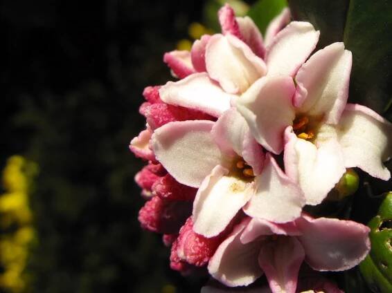 photographing nature | pbmGarden