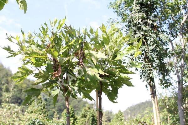 Platan javorolistý 'Alphens Globe' - Platanus acerifolia 'Alphens Globe'