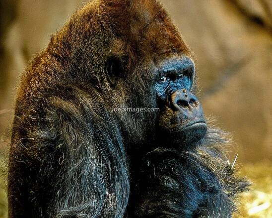 Primates — JOE P IMAGES