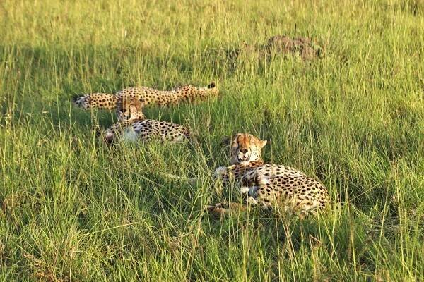 Národní rezervace Masai Mara - Safari a dovolená v Keni