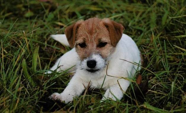 Jack Russell Teriér - nádherná štěňátka — Dogva.com