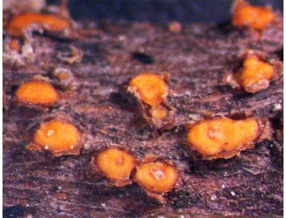 Sordariomycetes
