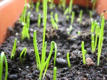 Cibule zimní: výsadba a péče. Kdy a jak zasadit zimní cibuli. Technologie pěstování zimní cibule