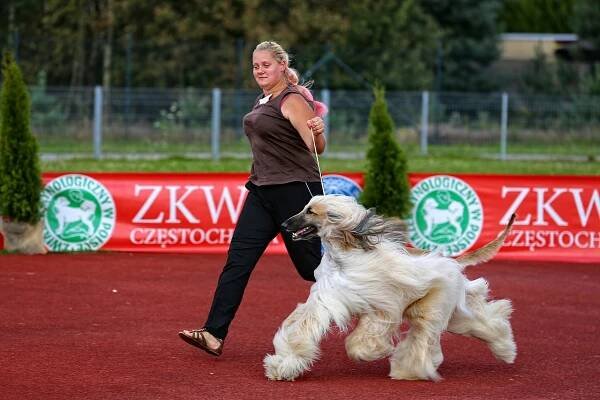 GALERIA - Związek Kynologiczny w Polsce oddział w Częstochowie