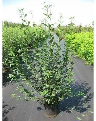 Ptačí zob obecný - Ligustrum vulgare, Kontejner o objemu 2 litry