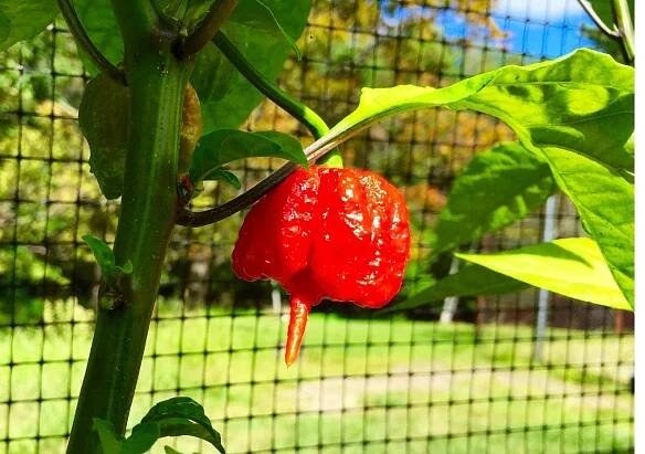 Red Carolina Reaper.