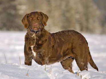 The Chesapeake Bay Retriever: A Versatile and Loyal Canine Companion - All Big Dog Breeds