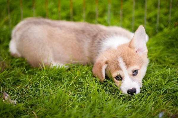 K čemu je Corgi?