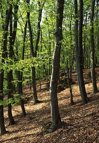 Wälder – Naturfoto Willner