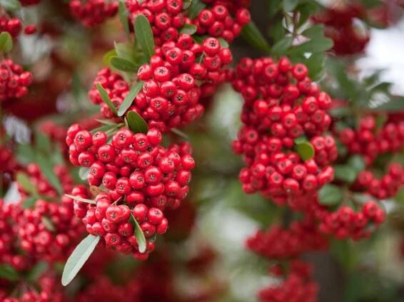 Hlohyně | Pyracantha