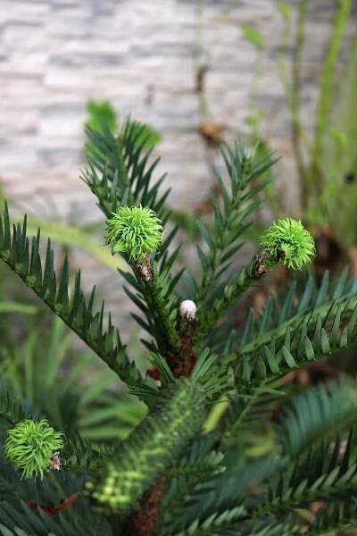 Wollemia nobilis - wolemie vznešená - samčí a samičí šištice (3) 