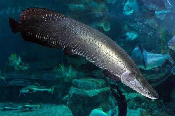 arapaima (sudis gigas), pirarucu. divoké zvíře. - arapaima velká - stock snímky, obrázky a fotky