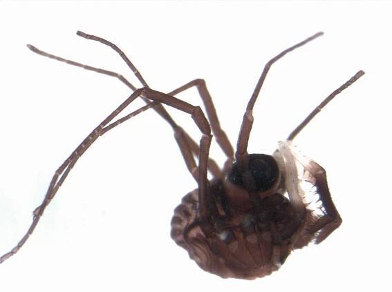 Acropsopilionidae