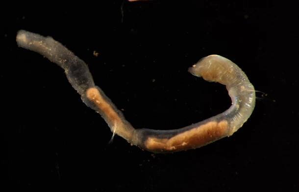 Checklist of newly-vouchered annelid taxa from the Clarion-Clipperton Zone, central Pacific Ocean, based on morphology and genetic delimitation