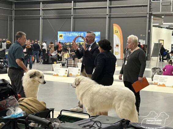 PRAGUE EXPO DOG PRAHA TRIO CACIB – 1.12. 2024 - BABYLON BOHEMIA