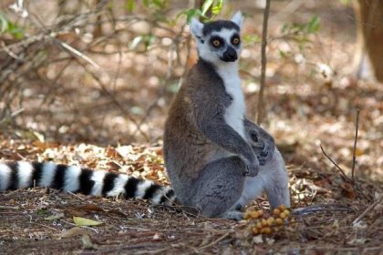 Dovolená dovolená na Madagaskaru