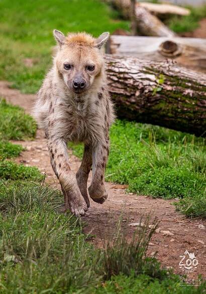 HYENA SKVRNITÁ (Crocuta crocuta) (zoonahradecku.cz)