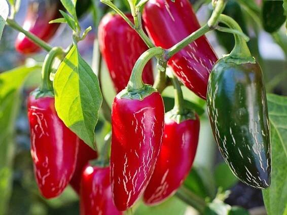 Chilli papričky - Onlinezahradnictvi.cz