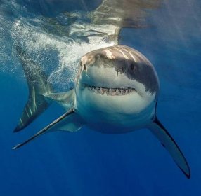 Weiße Haie haben Angst vor Orcas und flüchten vor ihnen