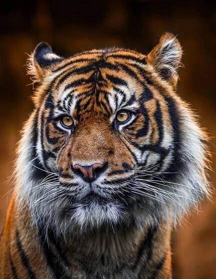 Tygr Dandys se vrací do Brna | ZOO magazín