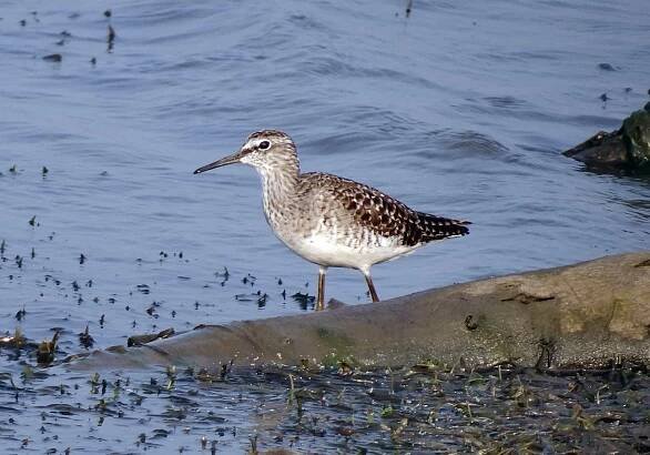 pták, volně žijící zvířata, sandpiper, zvíře, ornitologie, bahňák, ptáci, divoký, peří