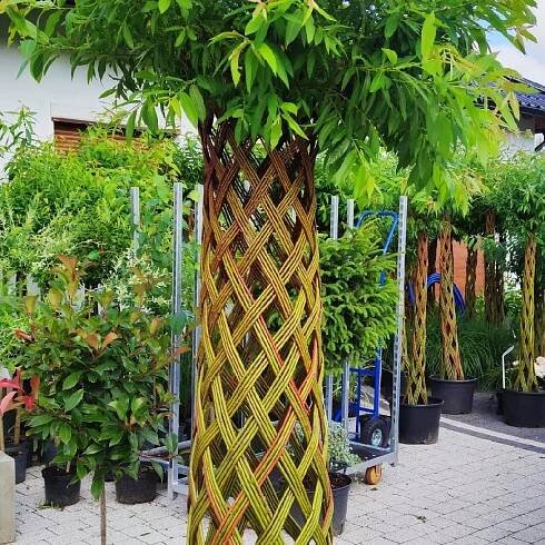 Salix A