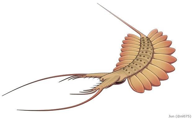 File:20191022 Kerygmachela kierkegaardi without lobopods.png