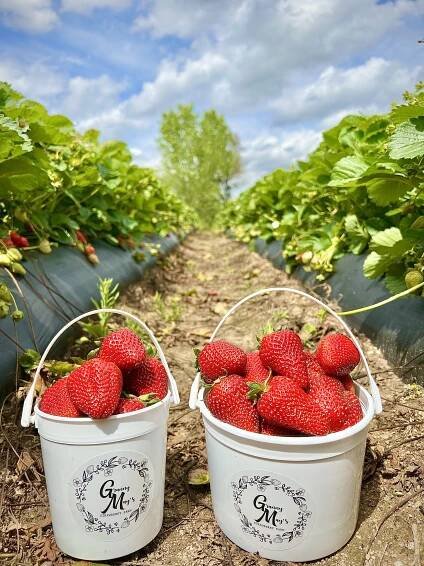 Farm life — Granny May's Strawberry Farm