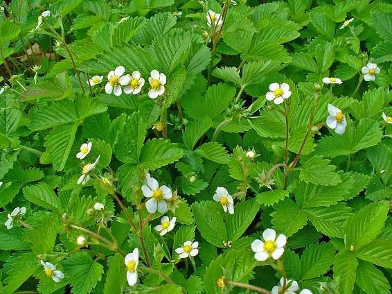 PKR/Fragaria vesca