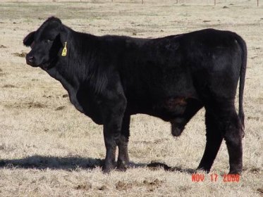CBS Ranch Beefmasters - Black and Red Beefmaster bulls for sale