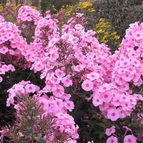 Flox HERBSTWALZER