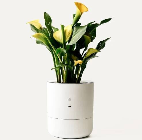 a white planter with yellow flowers and greenery in it on a white background