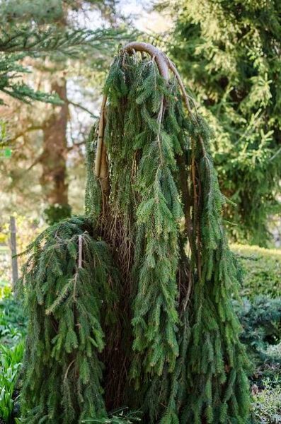 Inversa Norway Spruce