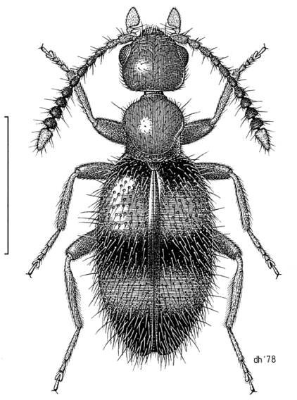 Anthicidae - Wikipedia
