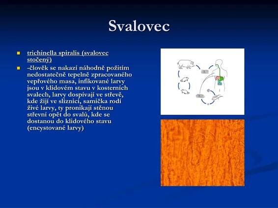 PPT - Etiologická patologie PowerPoint Presentation, free download - ID:5061351