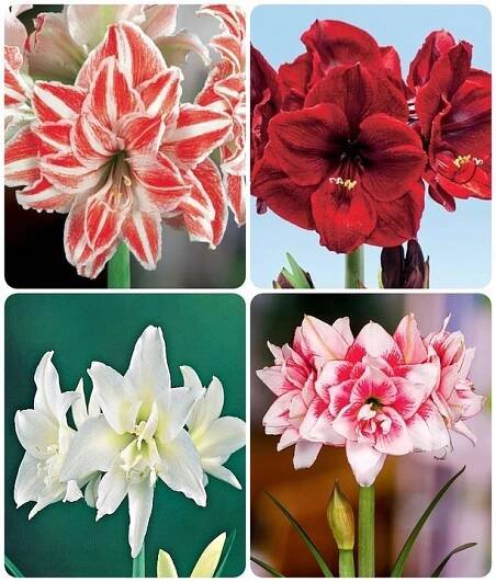 Amarylis zwartnica hippeastrum sada 4 kompletních odrůd pro květináče