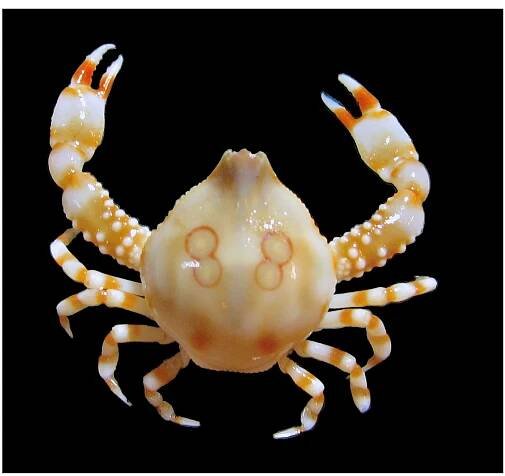 FIGURE 1. Coleusia janani n. sp., holotype male (carapace length 13.6 mm) (ESCMC 00161). Dorsal view of carapace, colours in life. 