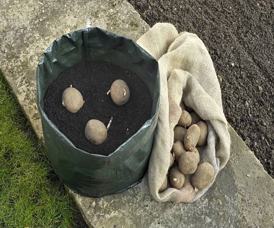 You Don't Need a Garden to Grow Potatoes—Here's How to Plant Them in Containers