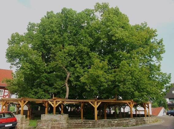 Soubor:Linde-schenklengsfeld.jpg – Wikipedie