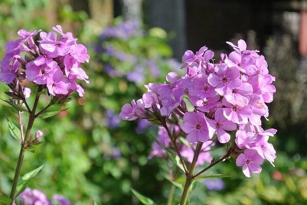 Trvalka paniculata phlox: výsadba a péče, fotografie, video, pěstování ze semen