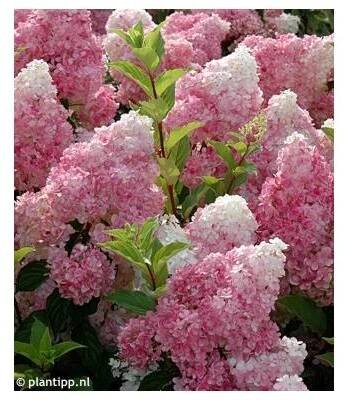 hortenzie latnatá VANILLE FRAISE (Hydrangea paniculata 'Renhy')