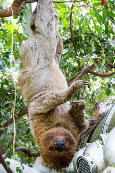 Carlton the Sloth’s 30th Birthday – Sam Savell