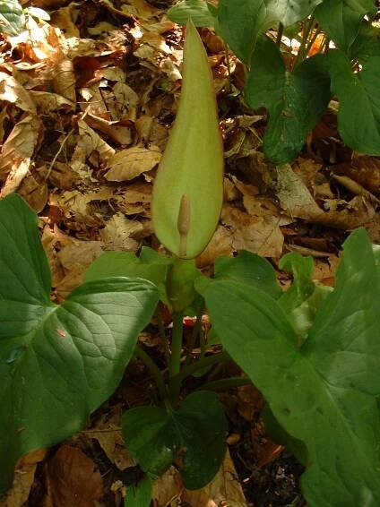 Arum orientale