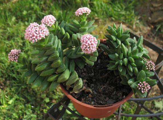 Crassula: Pěstování a péče doma