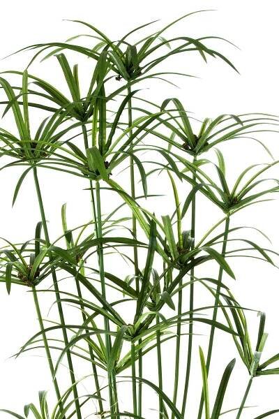 ROYAL PAPYRUS ROSTLINA S KVĚTINÁČEM, 155cm