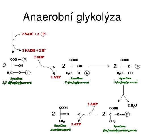 PPT - Metabolismus sacharidů PowerPoint Presentation, free download - ID:5789890