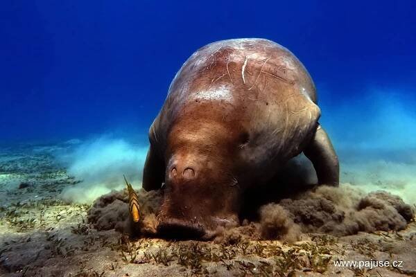 EGYPT - podzim 2012 - DUGONG! - PAJUSE.CZ
