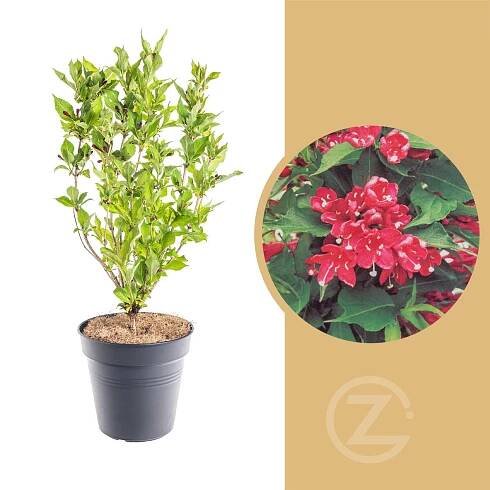 Vajgélie, Weigela Red Prince, kontejner 2.5 l skladem